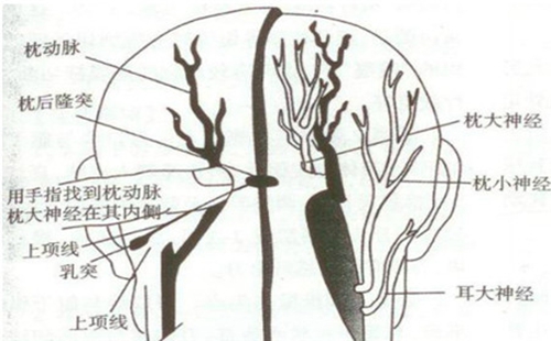 头部神经分布